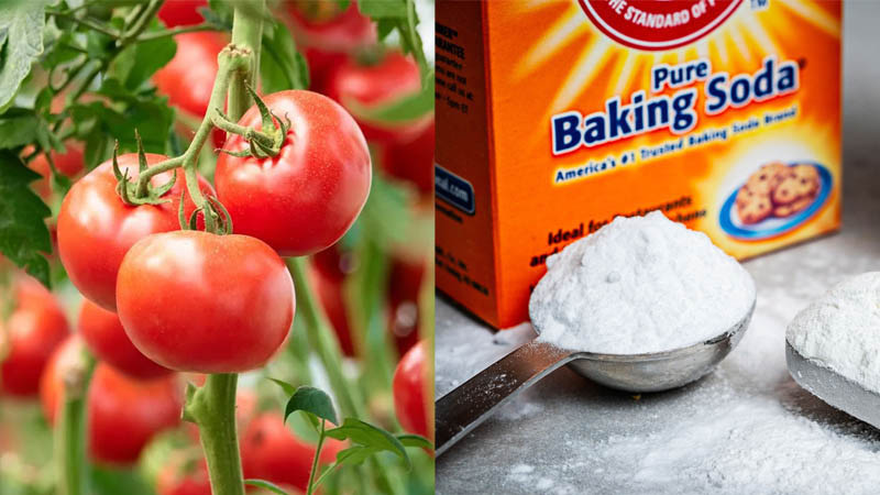 trị mụn bằng cà chua và muối
