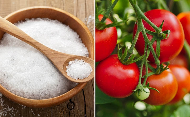 tẩy tế bào chết bằng đường và sữa tắm